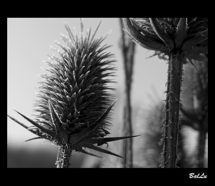 ...bodliak...