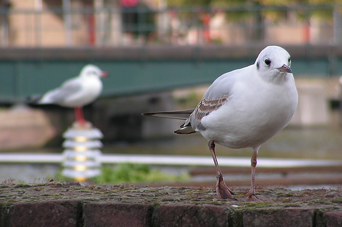 Vzpomínání na Amsterdam - na břehu kanálů