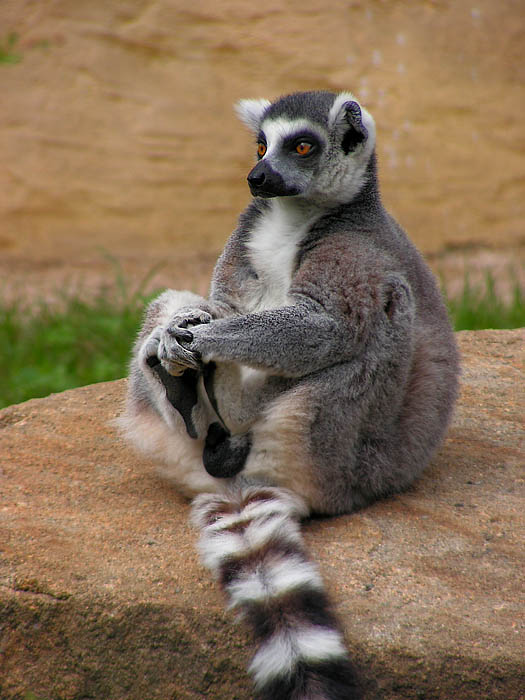Lemur kata ála kulička