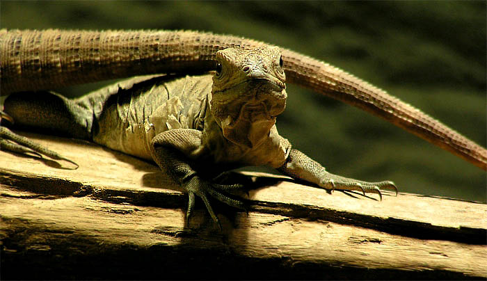 Cyclura nubila - mládě