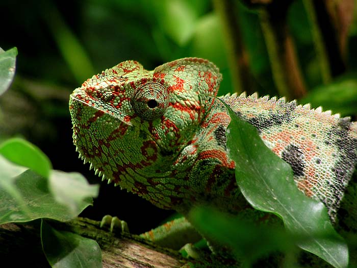 Furcifer oustaleti