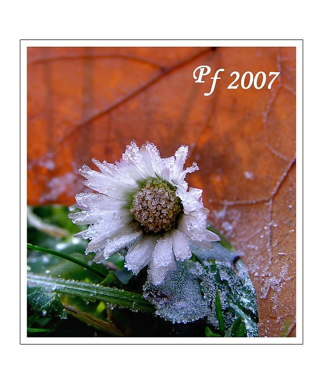 PF 2007