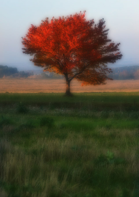 Výhled z naší zahrady