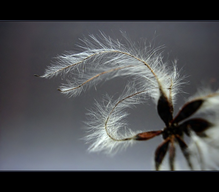 -Ardour-