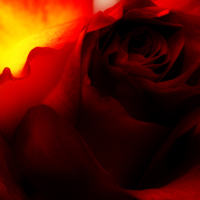 rose