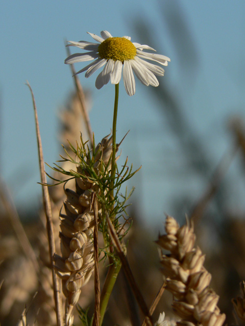 \"polna\"