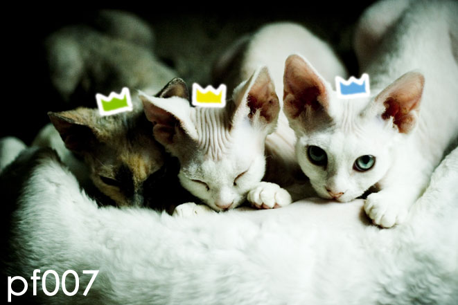 PFko nejen pro cucáky :)