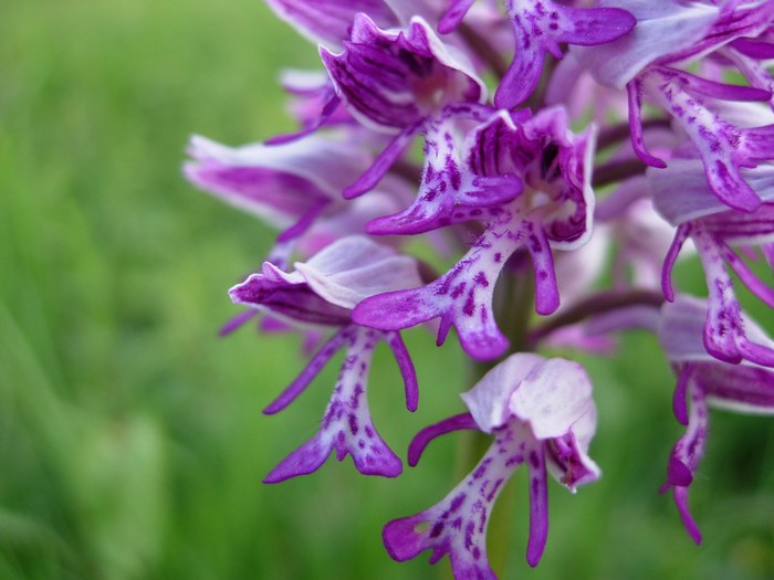 Orchis militaris