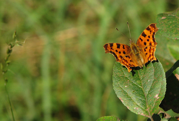 babočka ukousnuté bílé cé
