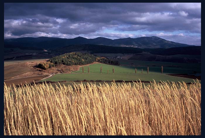 Koberec