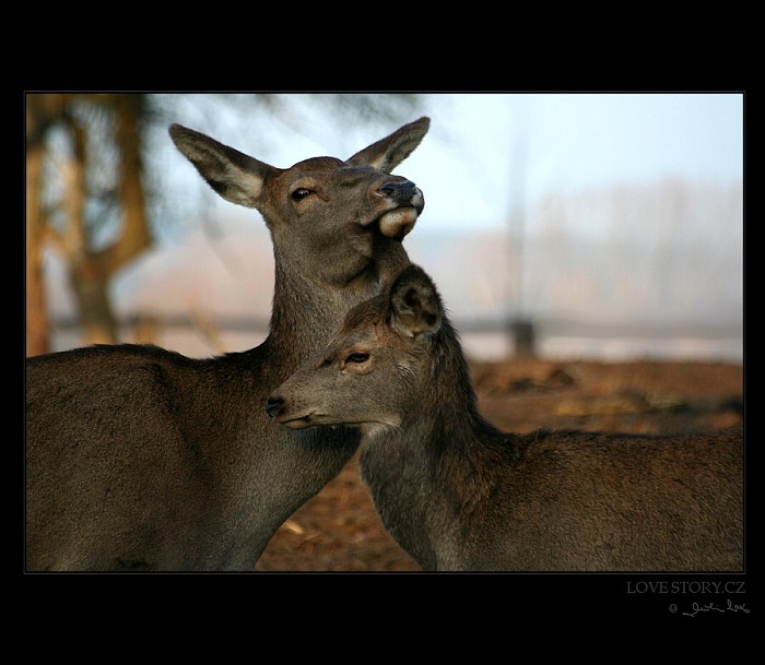 Love story.cz