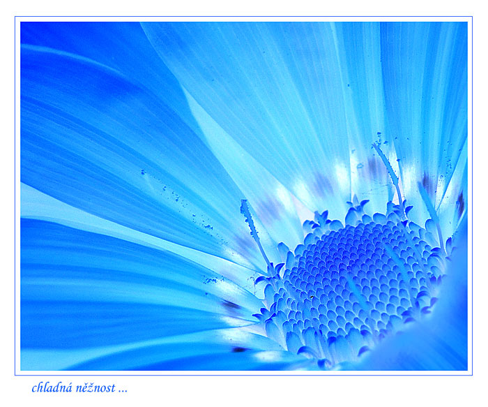 chladná něžnost ...