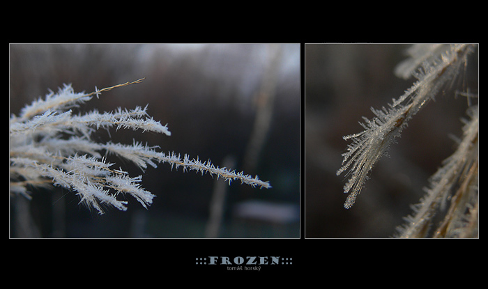 :::FROZEN:::