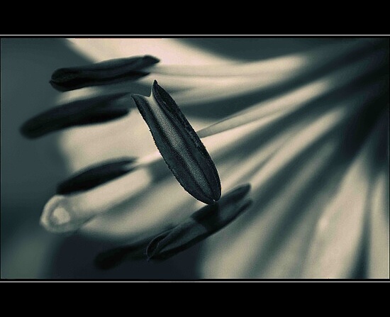 flower....