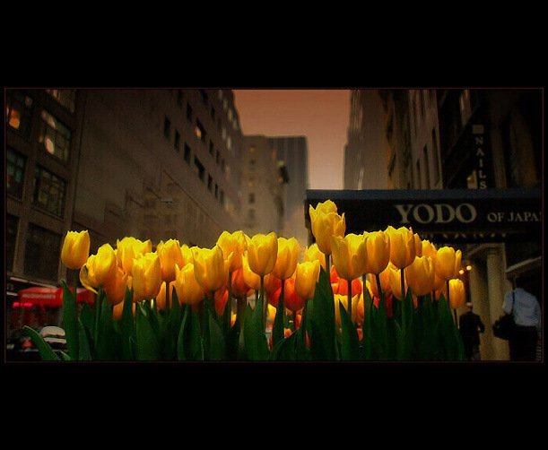 City nature.