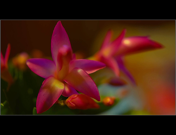 flower....