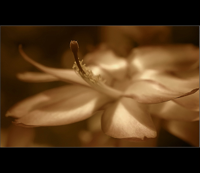 flower....