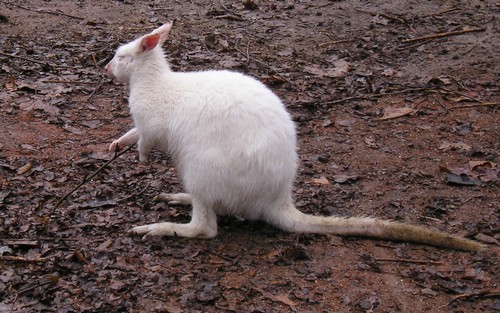 Albín
