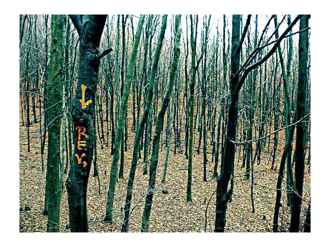 blairwood
