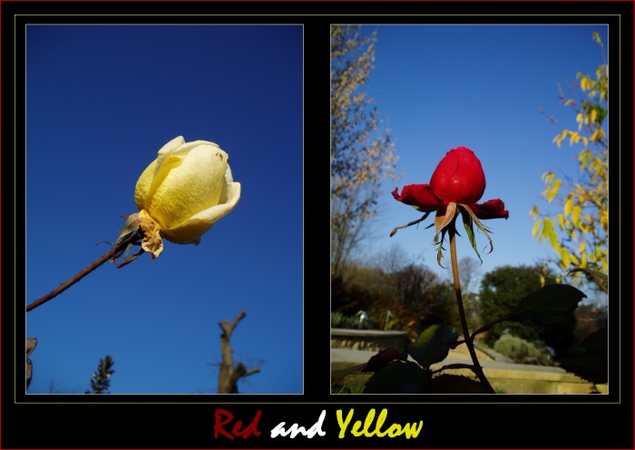 Red and Yellow