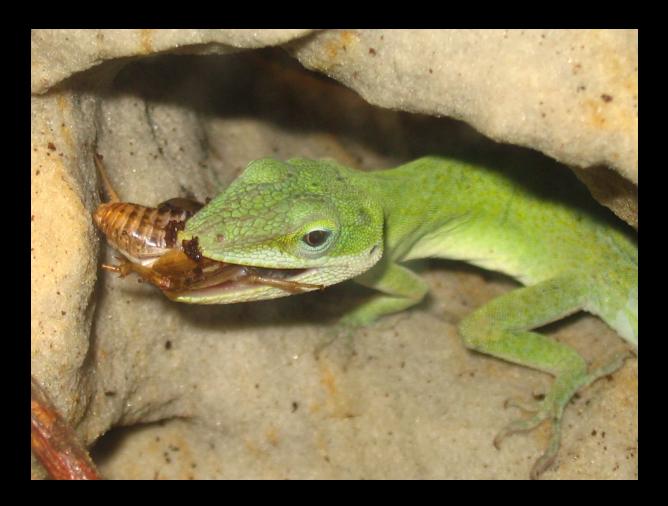 predátor si našel kořist :)