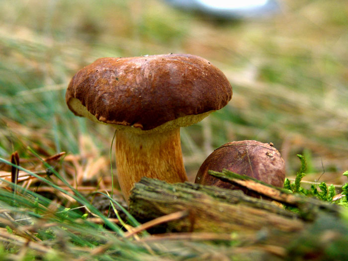 Decembrové