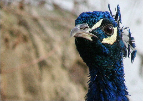 Pav - ZOO Praha