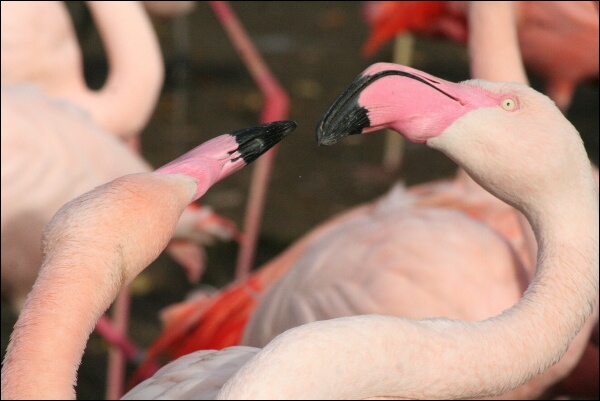 Plamenaci - ZOO Praha