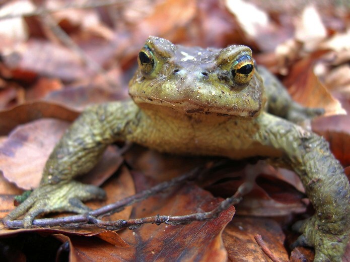 žabka