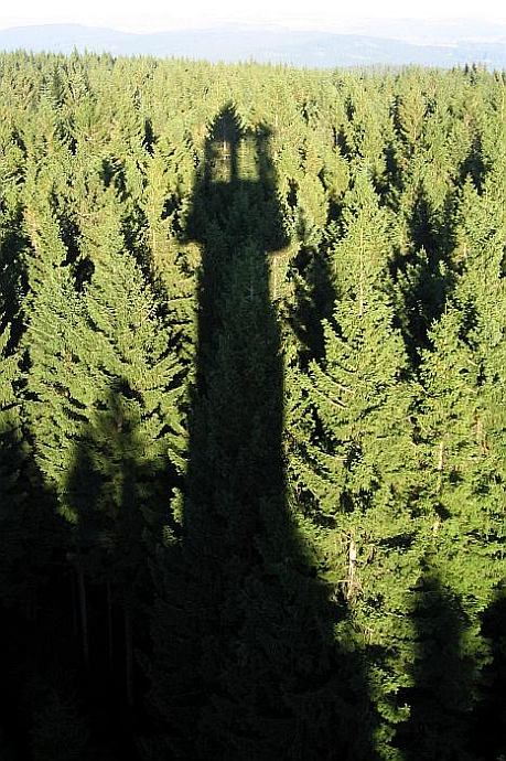 Javorník netradičně