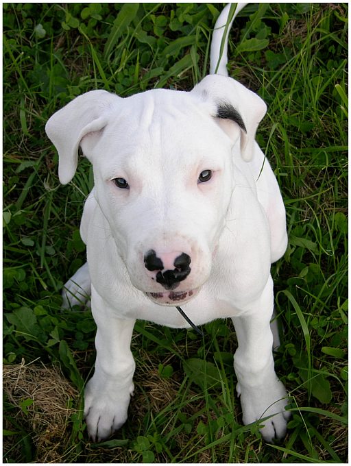 Aisha Manea Silesia II