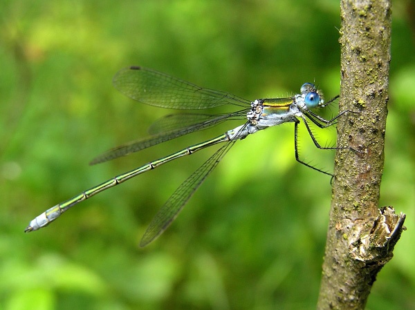 Lestes sponsa