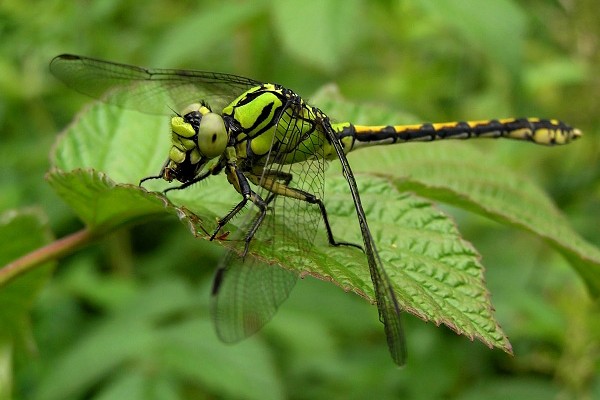Ophiogomphus cecilia