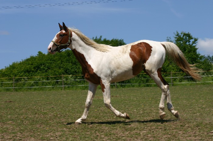 Krása pohybu