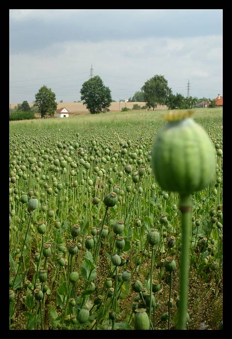 Makové pole.