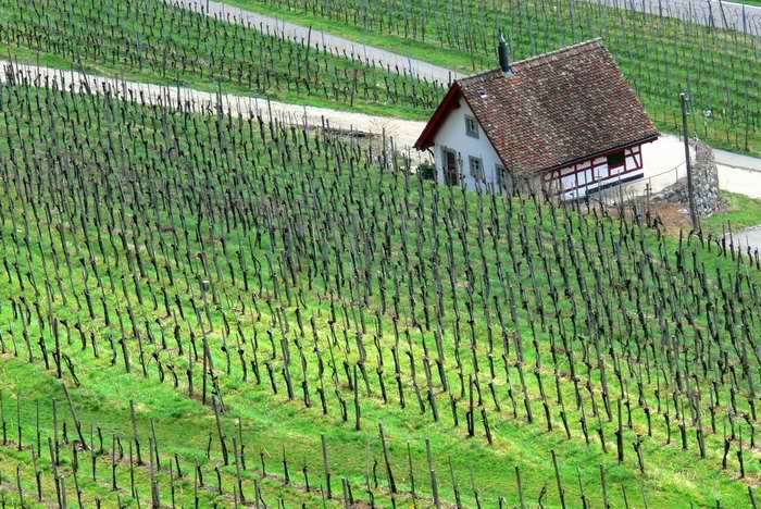 Vinica v Regenzbergu-Švajčiarsko