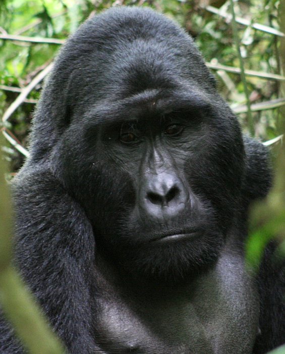 Mwirima - the silverback