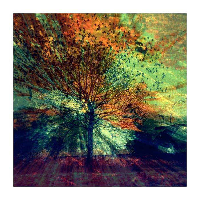 *** The swell season ***