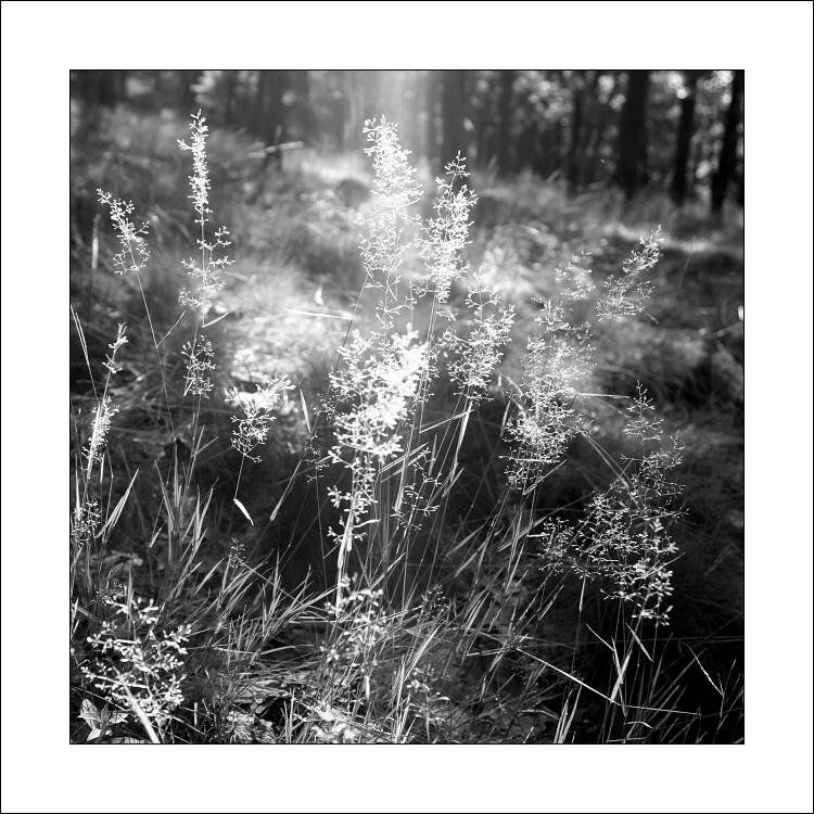 ... v lese svítá ...