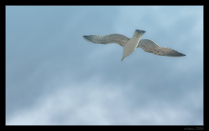 free flight