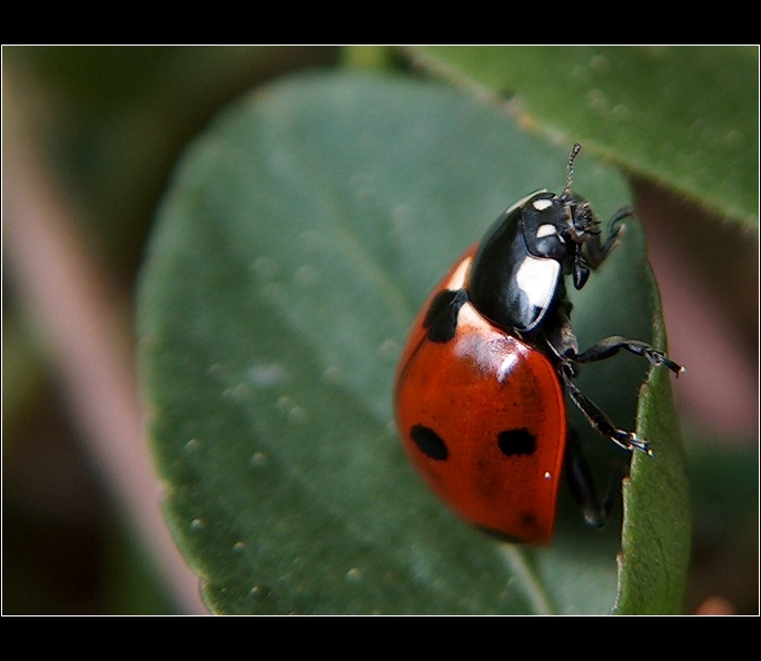 lady beetle