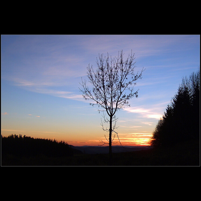 Západ na kraji lesa