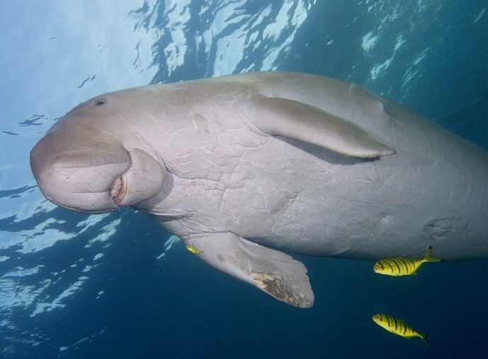 Dugong III