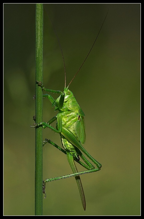 Uň III
