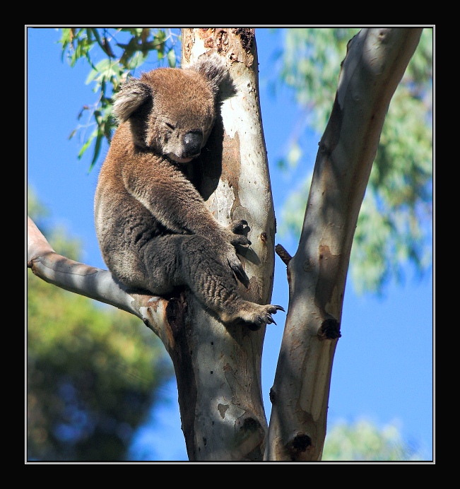 Koala - sedící, spící