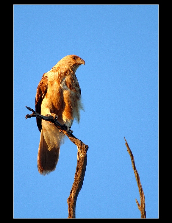 Luňák hvízdavý ( Haliastur sphenurus )