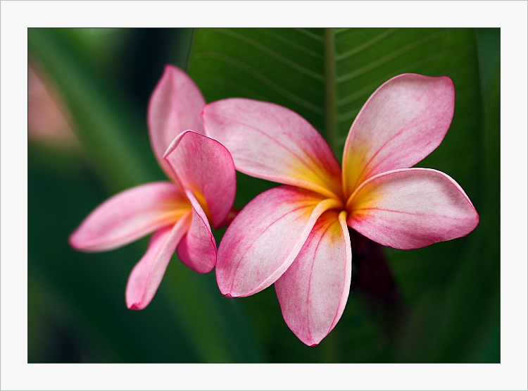 PLUMERIA RUBRA  (Frangipani)