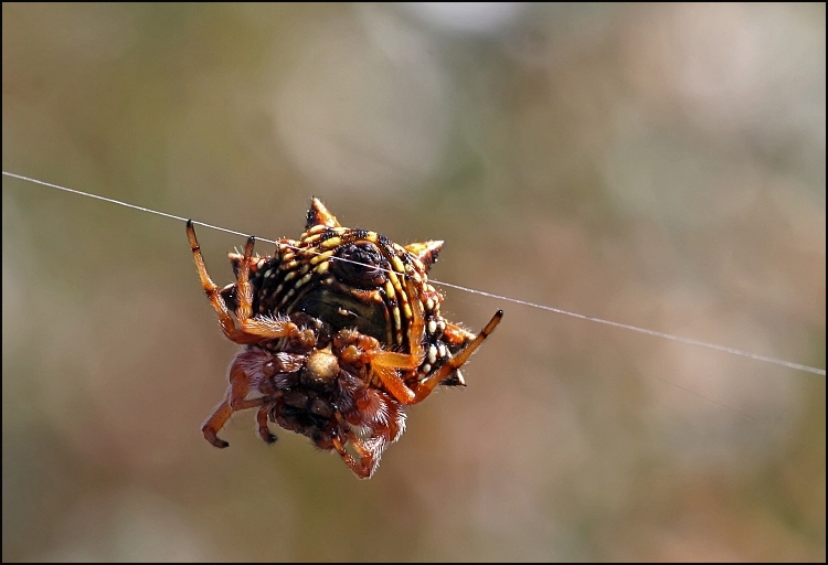 Jewel spider