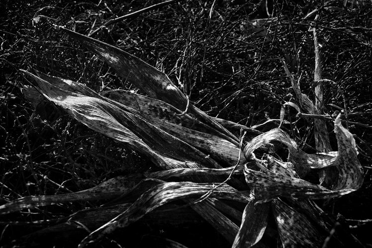 Chobotnice