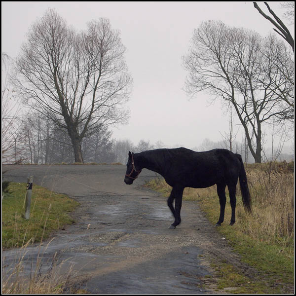 ..já šel do lesa, a kam on...kdo ví...